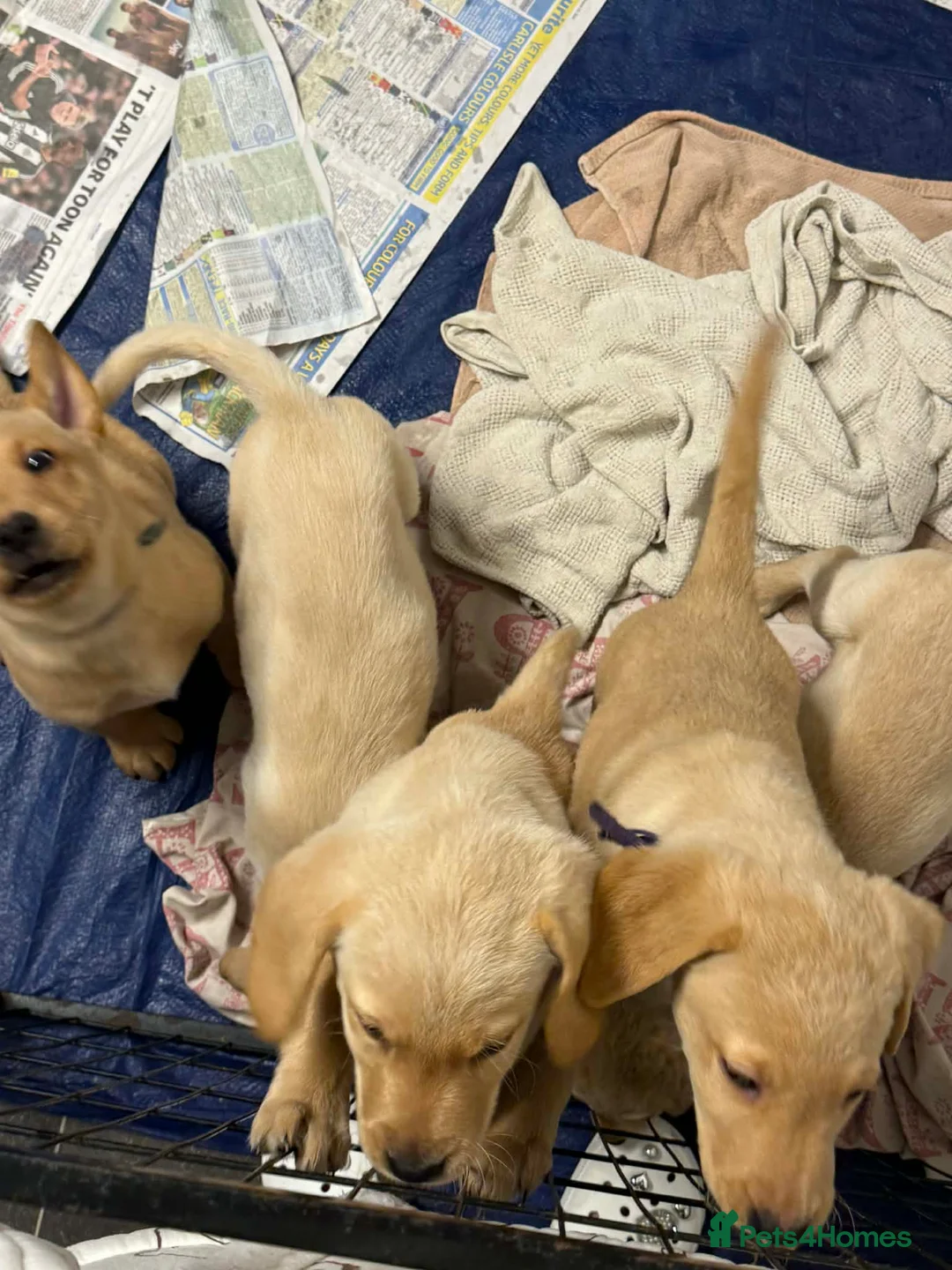 Labrador Retriever dogs for sale: Pure bred labrador puppies - Advert 13