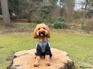 Cockapoo dogs STUD - DNA Tested Cockapoo (Poodle-Dominant) - Advert 7