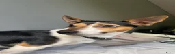 Jack Russell dogs for stud: Tri-coloured Jack Russell - For Stud - Zuko - Advert 3