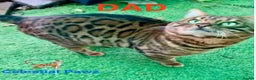 Bengal cats for sale: Pedigree Bengal Kittens  **  - Advert 3