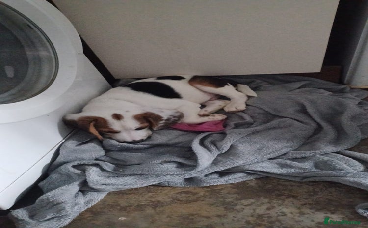 Beagle dogs - Advert 1