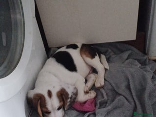 Beagle dogs - Advert 25