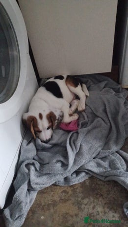 Beagle dogs - Advert 1