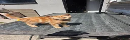 Domestic Shorthair cats for sale: Beautiful Girl ginger  - Advert 3