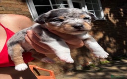 Jack Russell dogs for sale: 💙 miniture JR PUPS 💙 - Image 1