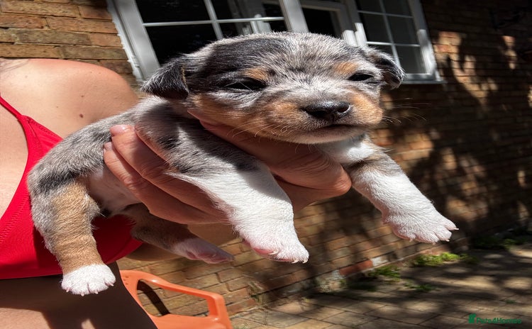Jack Russell dogs - Advert 3