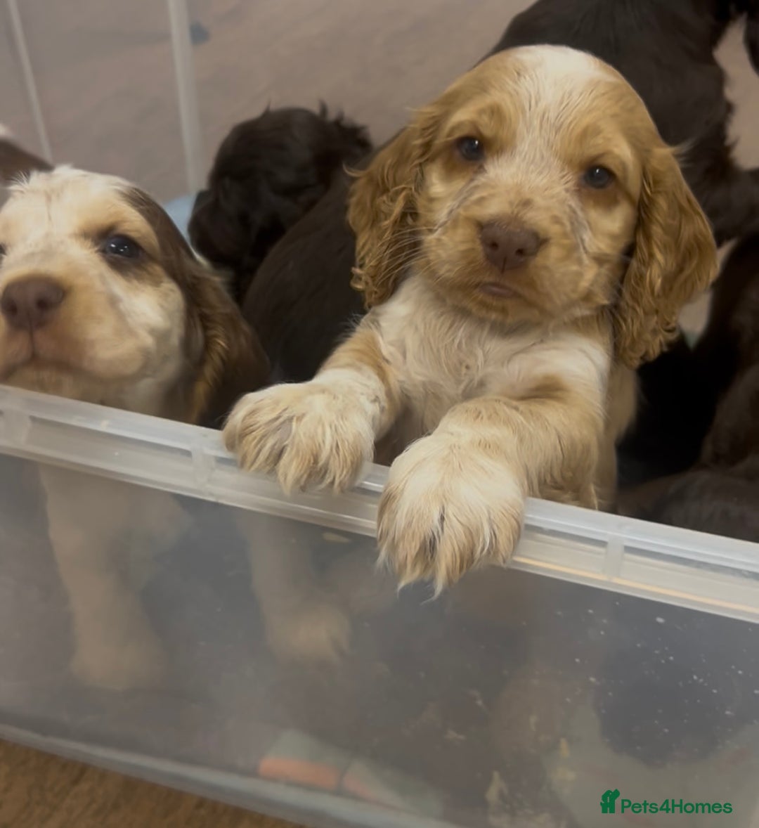 Cocker Spaniel dogs for sale: Beautiful KC reg Cocker Spaniel Pups - Advert 5
