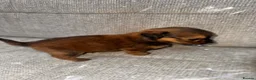 Mixed Breed dogs for sale: Pomeranian cross Jack Russell in Swadlincote - Advert 7