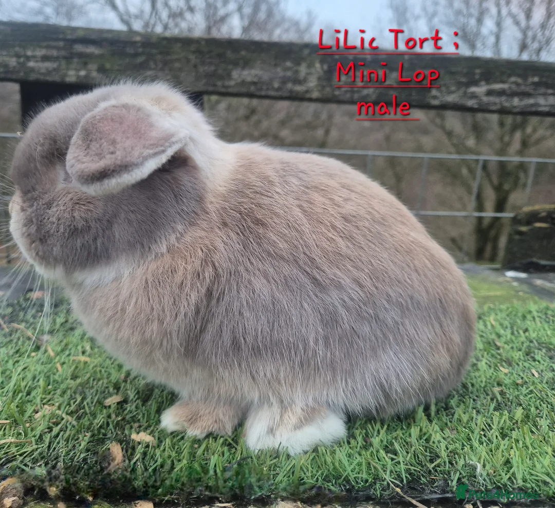 Mini Lop rabbits for sale: Various Mini Lop  - Advert 5