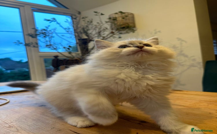 Ragdoll cats - Advert 2