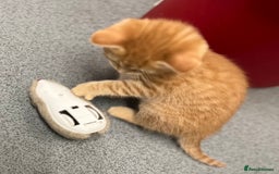 Mixed Breed cats for sale: 4 Adorable Kittens  - Image 18