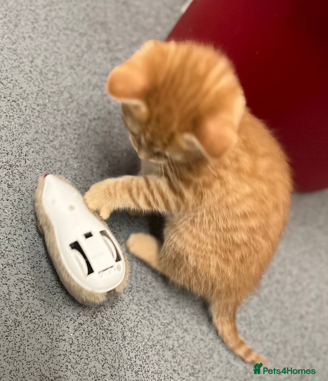 Mixed Breed cats for sale: 4 Adorable Kittens  - Image 18