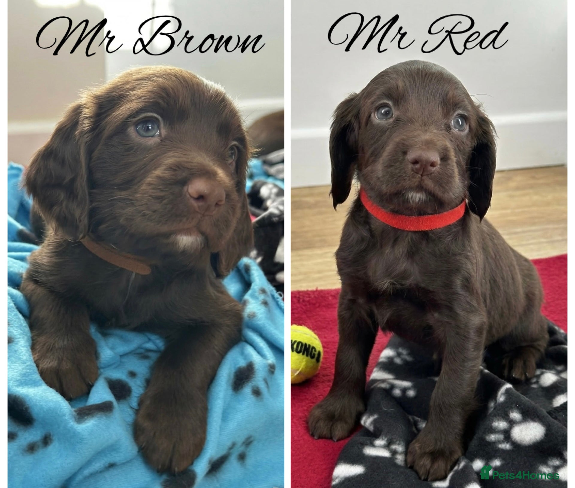 Sprocker dogs ⭐️Fully Health Tested F1 Sprocker Spaniel Puppies - Advert 6