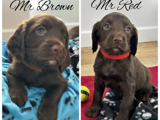 Sprocker dogs ⭐️Fully Health Tested F1 Sprocker Spaniel Puppies - Advert 6
