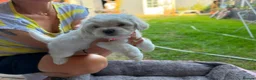Mixed Breed dogs for sale: Bichon frise  in Bedford - Advert 12