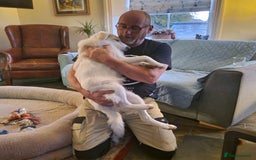 Mixed Breed dogs for adoption: Adorable Abbie is still Looking for Love 🐾 - Image 3