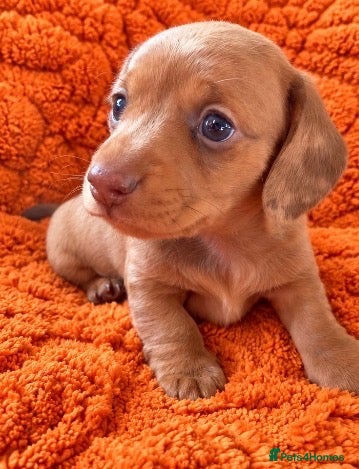 Miniature Dachshund dogs Miniature Dachshund Puppies Longhaired  - Advert 11