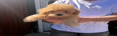 Cavapoo 2
