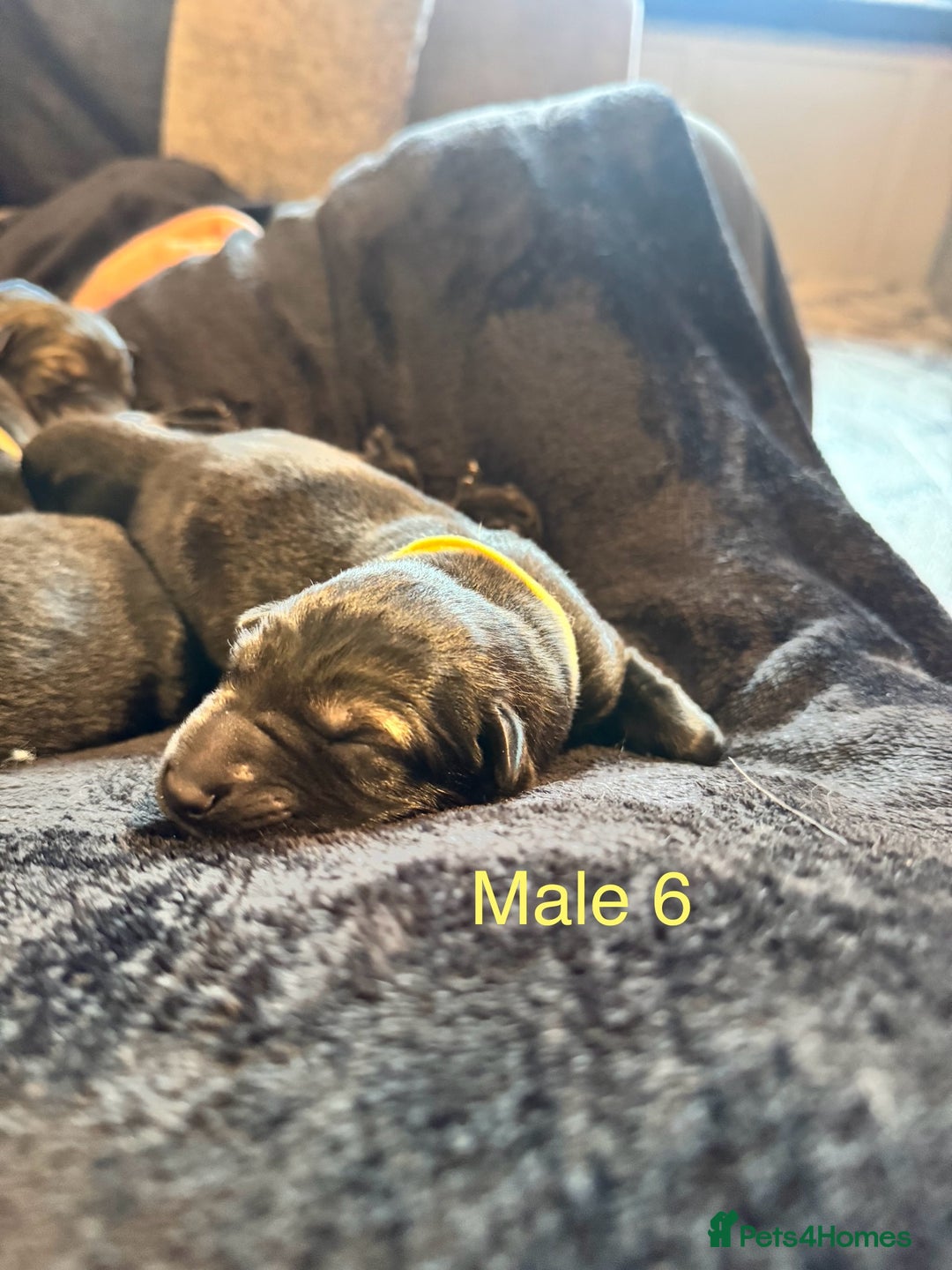 German Shepherd dogs for sale: 🧬Working Line German Shepherds, Full HealthTested - Advert 29