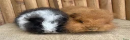Guinea Pig rodents for sale: Swiss teddy baby sows - Advert 3