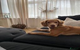 English Springer Spaniel dogs for sale: Working cocker Spaniel  - Image 5