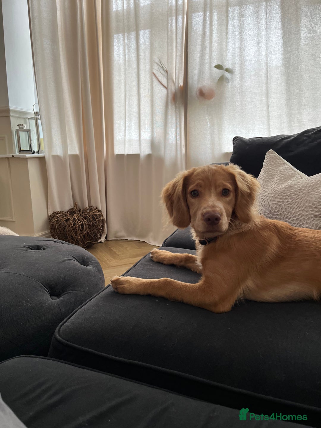 English Springer Spaniel dogs for sale: Working cocker Spaniel  - Image 5