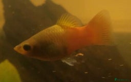Other/Mixed Breed fish for sale: All fish sold individually for 10£ (info below) - Image 15