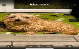 Norfolk Terrier dogs for sale: Nolfolk terrier pups - Image 4