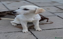 Labrador Retriever dogs for sale: Kc registered champagne girl left - Image 1