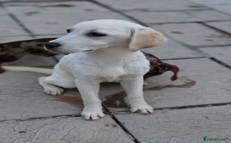 Labrador Retriever dogs - Advert 3