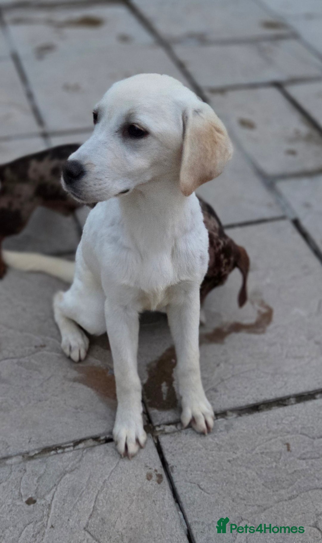 Labrador Retriever dogs for sale: Kc registered champagne girl left - Image 1