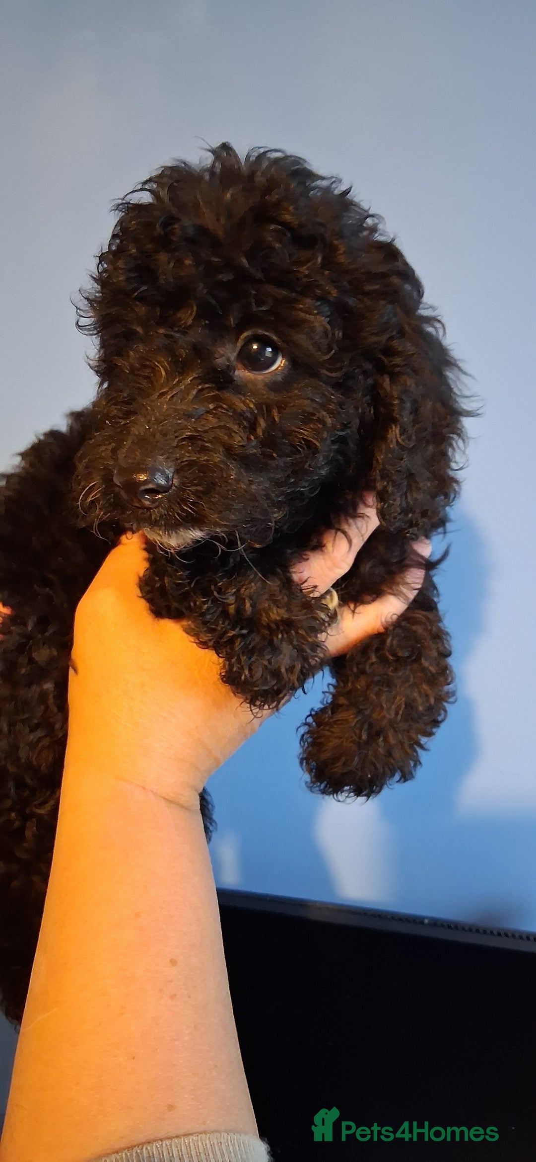 Cockapoo dogs for sale: Miniature heath tested cockapoos - Image 12