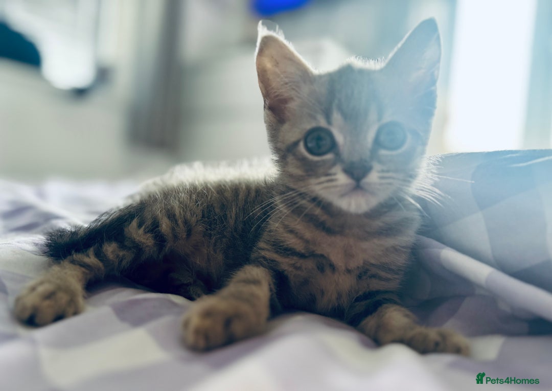 British Shorthair cats for sale: Two grey kittens - Image 3
