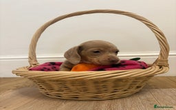 Miniature Dachshund dogs for sale: Minature dachshund pups  - Image 3