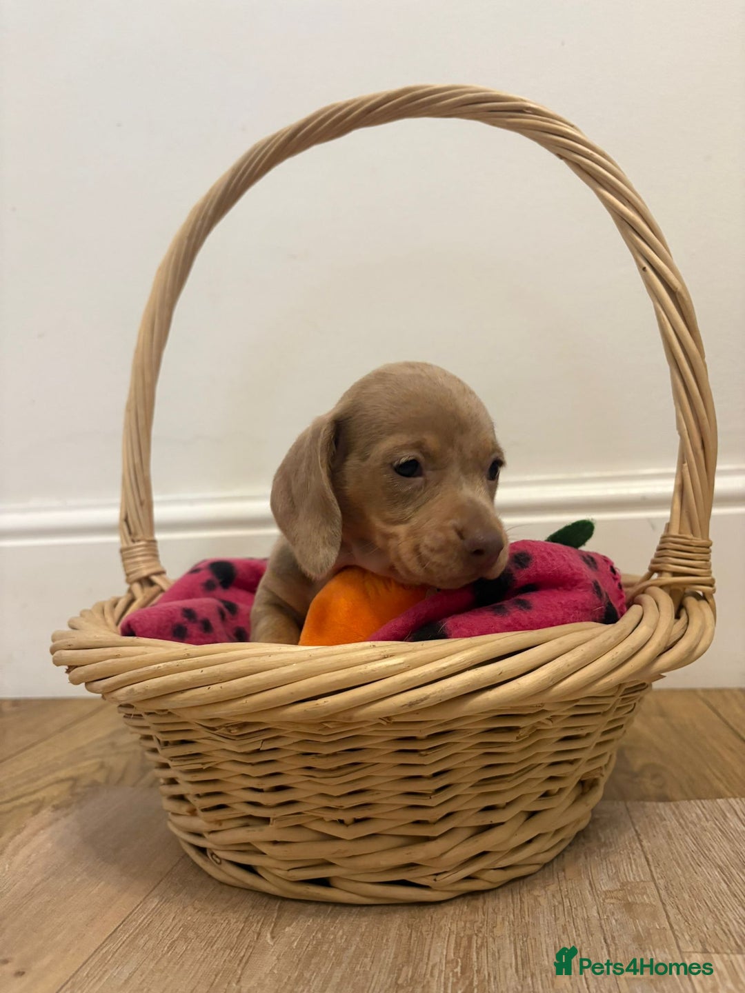 Miniature Dachshund dogs for sale: Minature dachshund pups  - Image 3