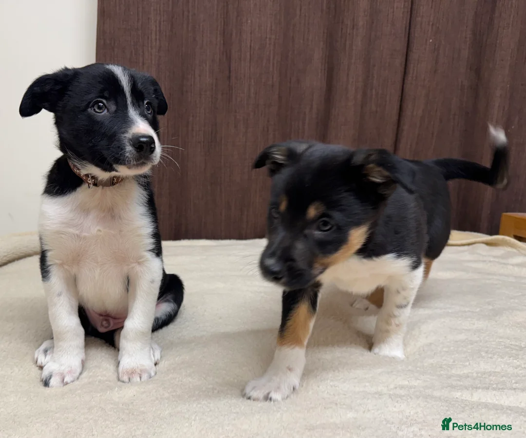 Border Collie dogs for sale: Border Collie Puppies (Sold) - Advert 8