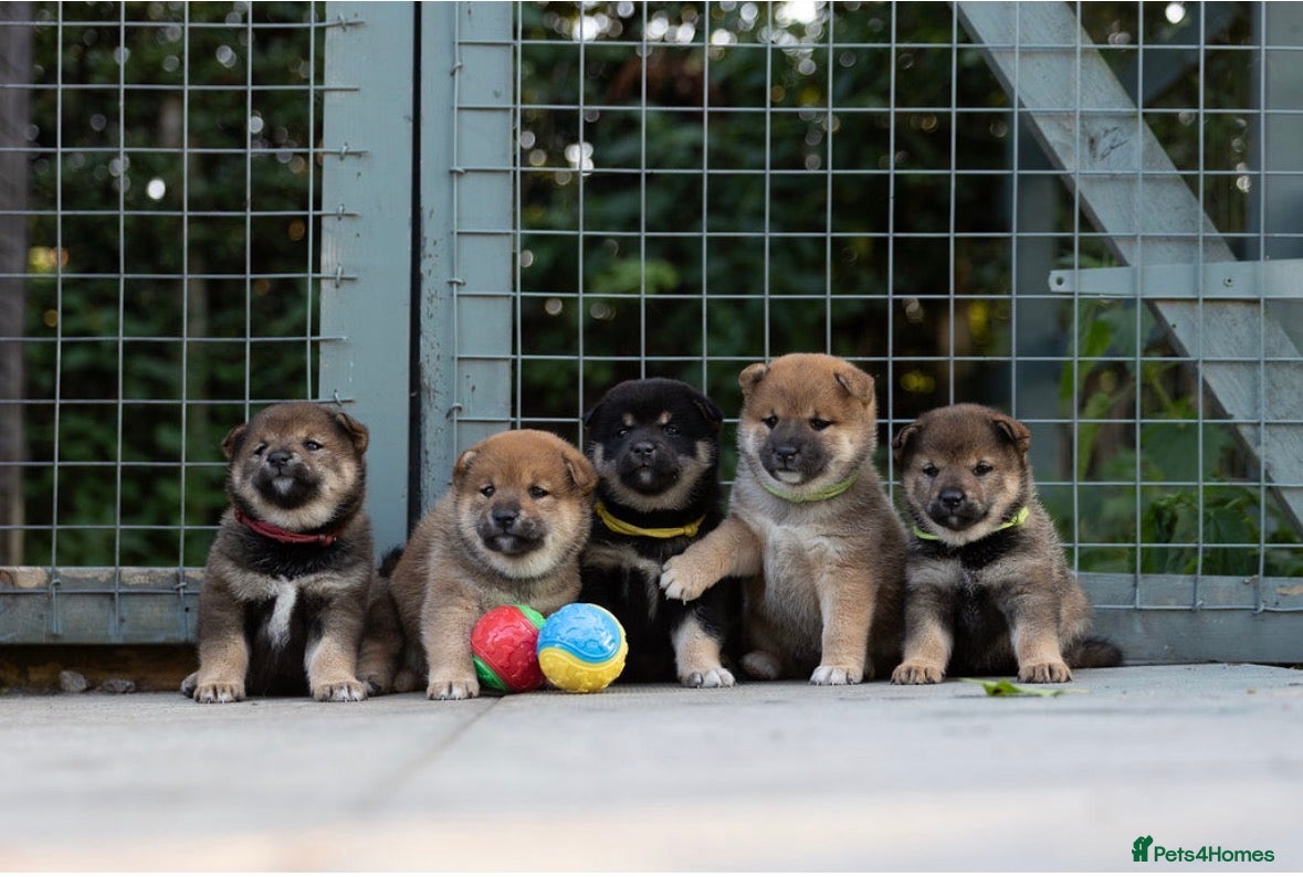 Japanese Shiba Inu dogs Rare Black Sesame Shiba | Japanese Bloodlines - Advert 1