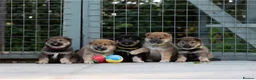 Japanese Shiba Inu dogs for sale: Rare Black Sesame Shiba | Japanese Bloodlines - Advert 30