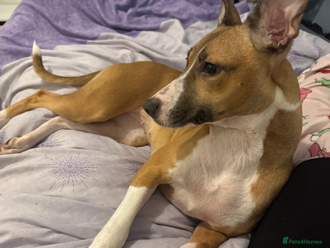 Mixed Breed dogs for sale: Bella female dog  - Advert 3