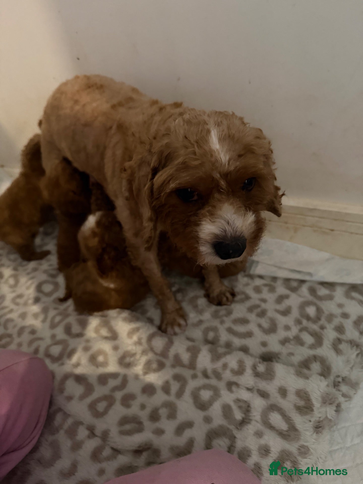 Cavapoo dogs 5 beautiful Cavapoo pups  - Advert 2