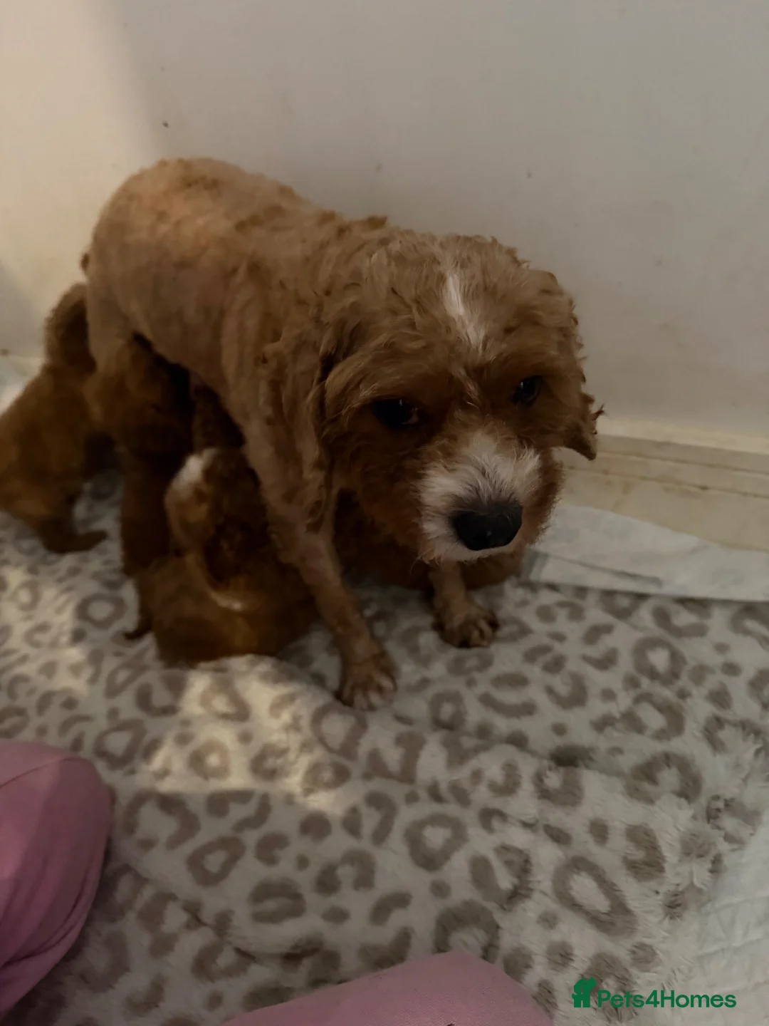 Cavapoo dogs for sale: 5 beautiful Cavapoo pups  - Advert 2