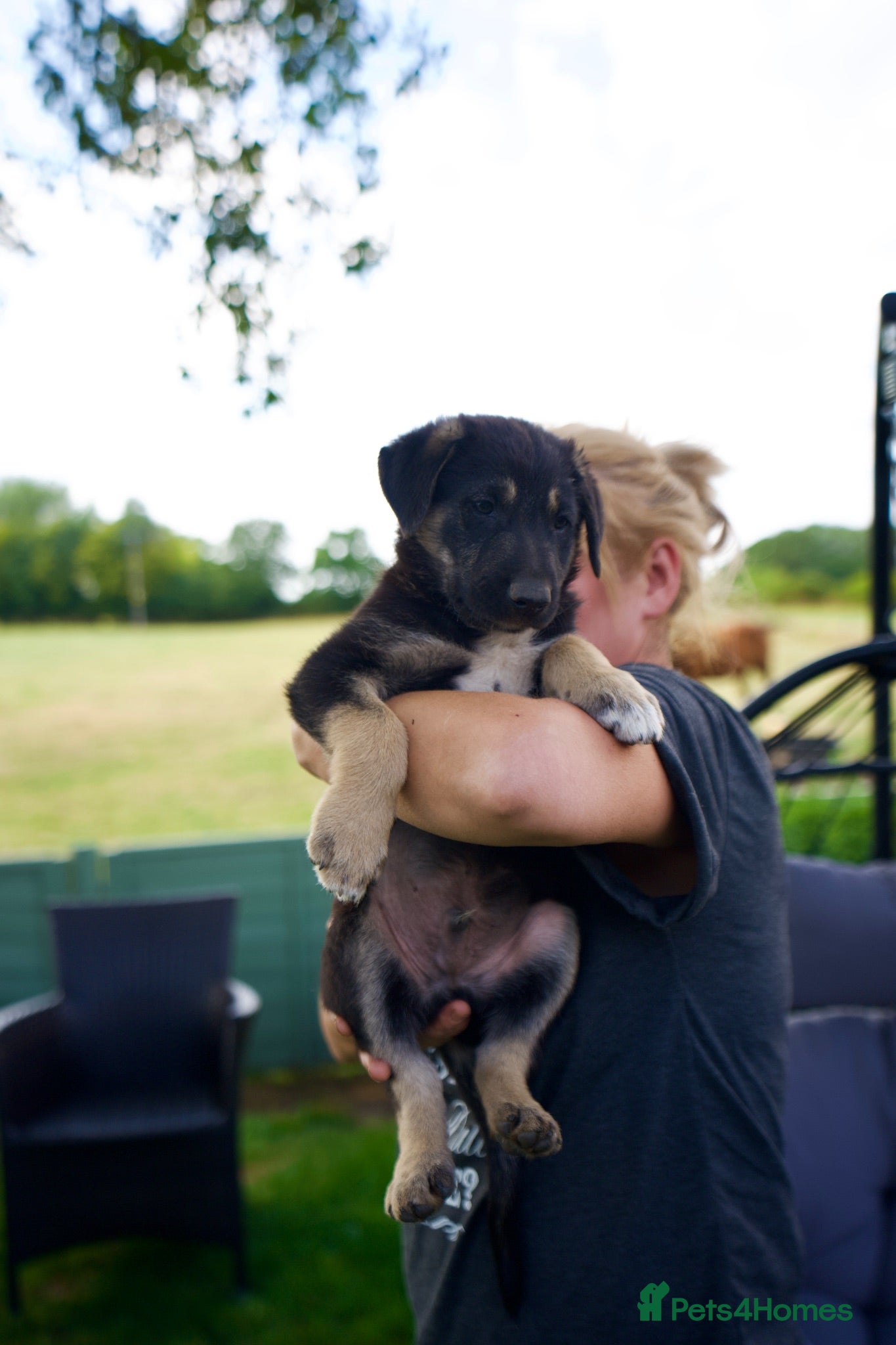 Mixed Breed dogs Beautiful FarmBred Shollie Puppies–Ready16thAugust - Advert 1