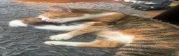 Mixed Breed cats for sale: Playful kittens for sale - Advert 26