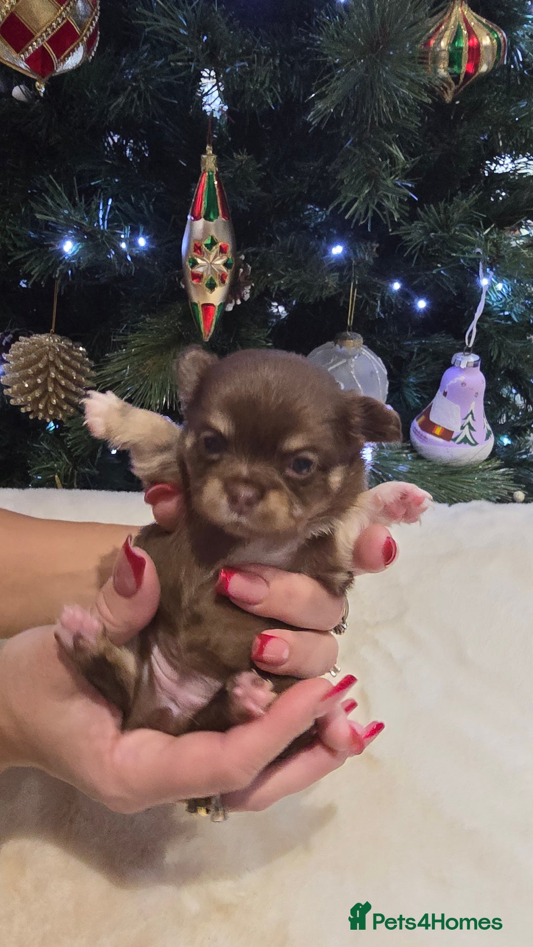 Chihuahua dogs for sale: Chihuahua puppies Russian ancestry with perfect bo - Advert 12