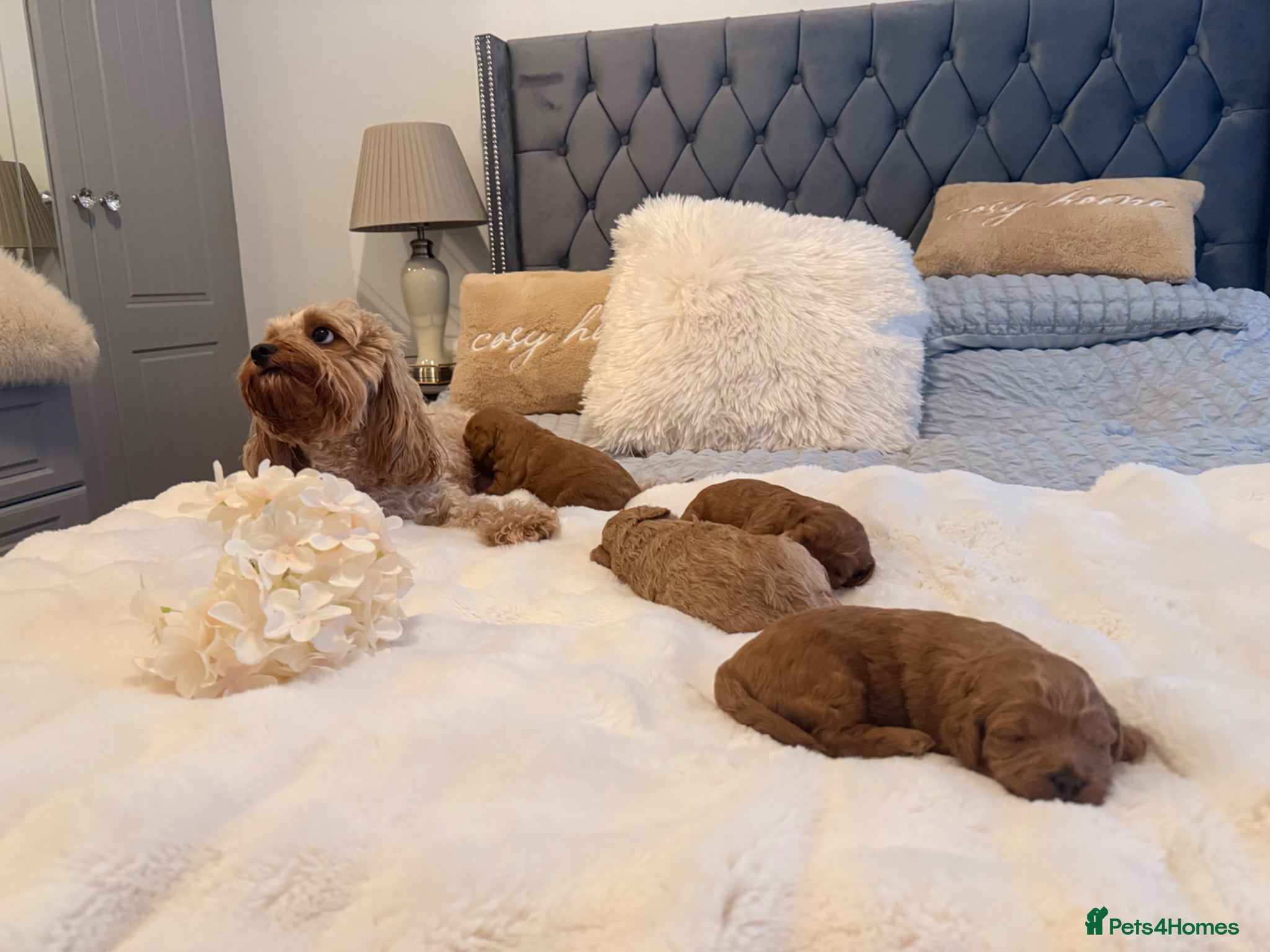 Cavapoo dogs Beautiful F1B Cavapoo Puppies  - Advert 2