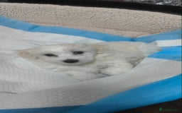 Mixed Breed dogs for sale: Maltese  - Image 1