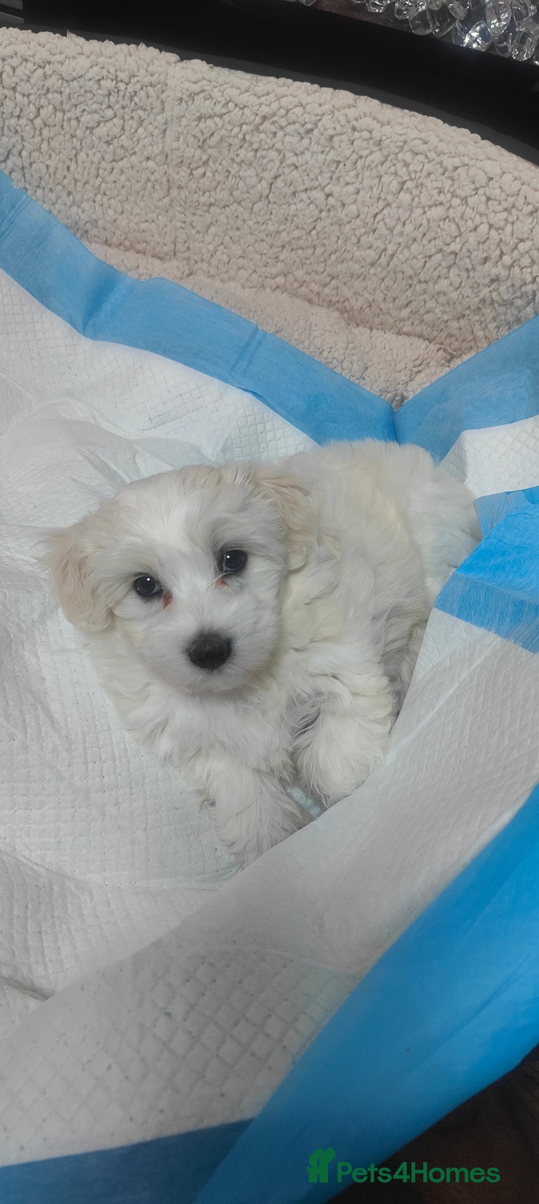 Mixed Breed dogs for sale: Maltese  - Image 1