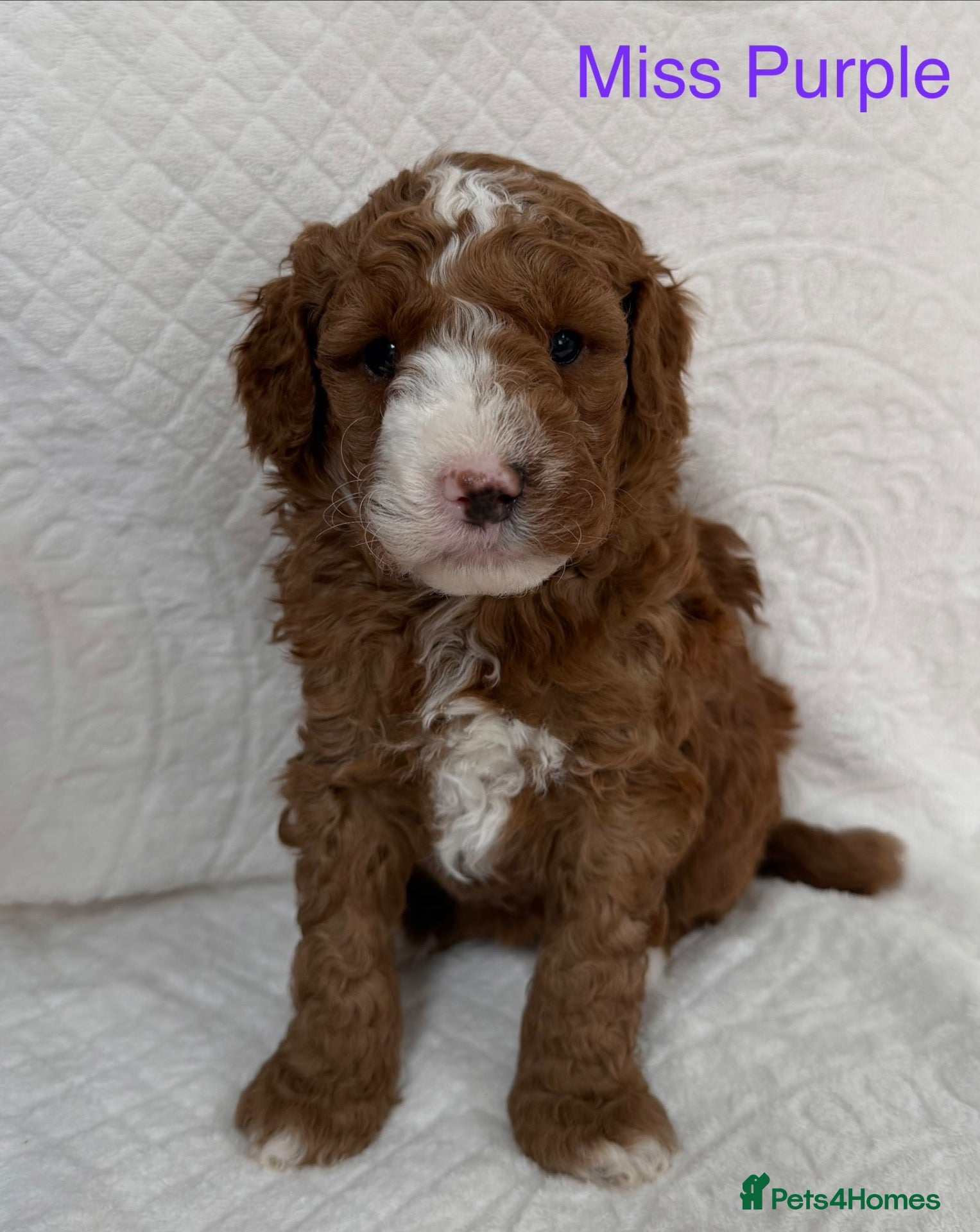 Australian Labradoodle dogs Fabulous Australian Labradoodle Puppies - Advert 2