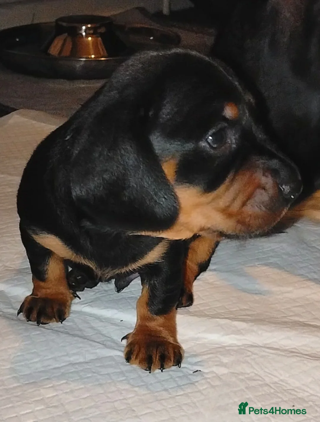 Dachshund dogs for sale: Dachshund Miniature  - Advert 5