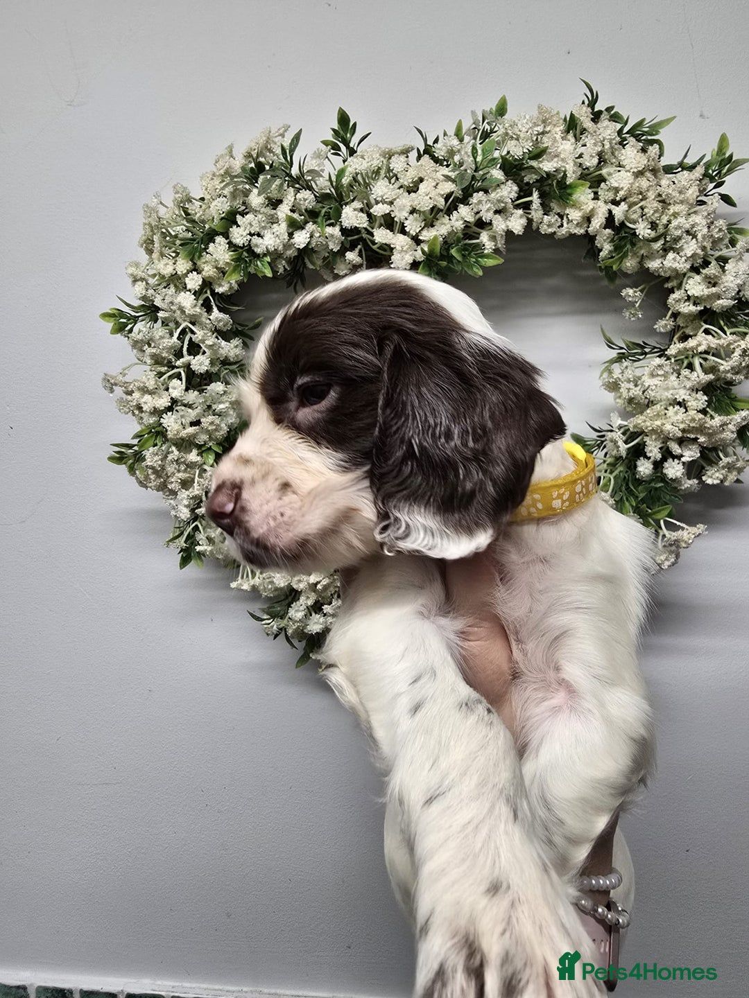 Sprocker dogs for sale: Sprocker Puppies - Advert 21